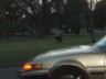 5 Horse1 P5200983.jpg